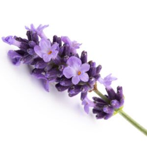 Lavanda