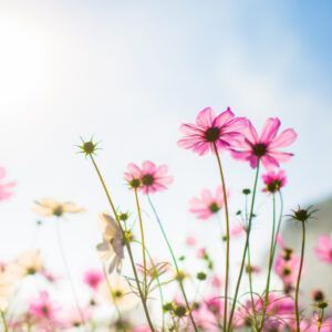 Primavera